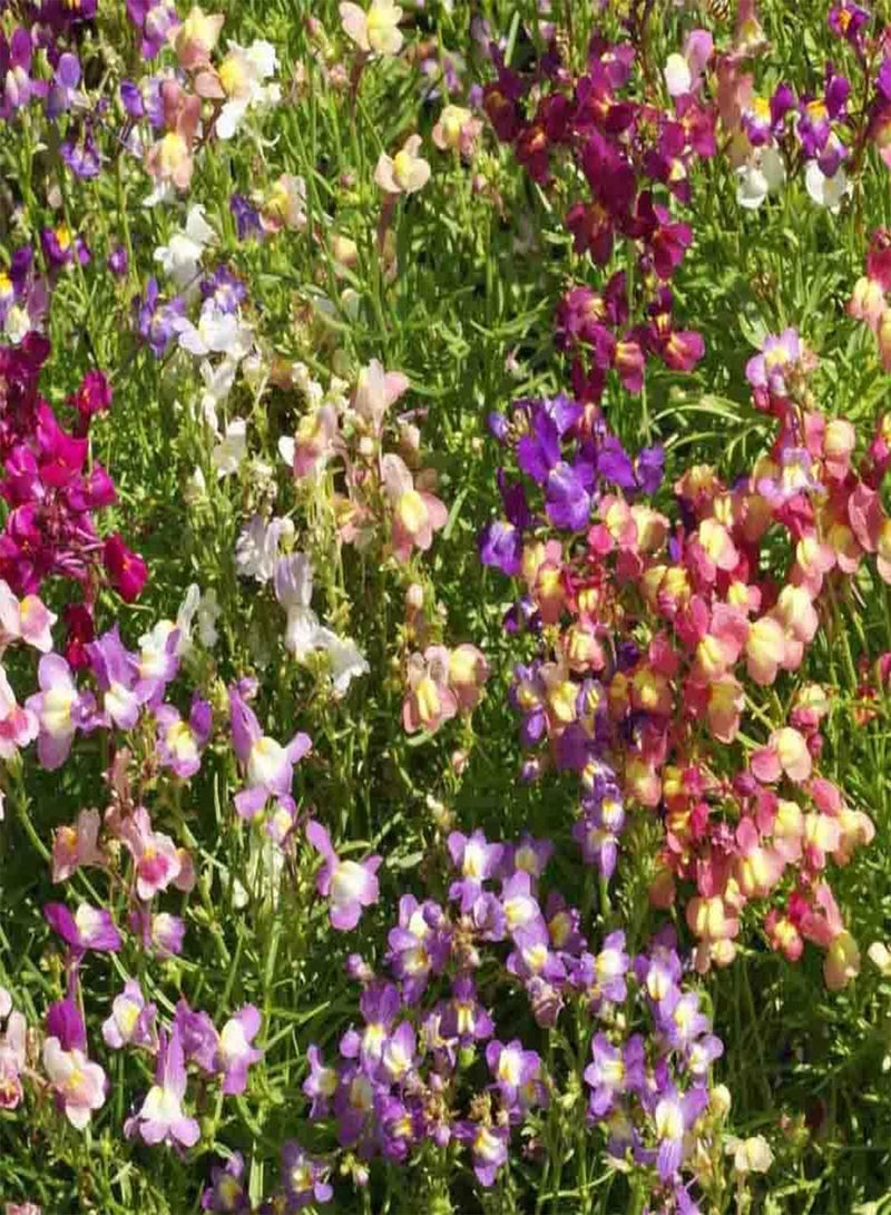 GGOOT 10 Mixed Linaria Toadflax Seeds Mini Fairy Snapdragon Colourful Showy Bouquet Plants - Image 4