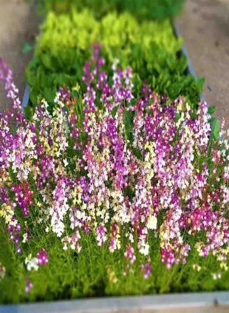 GGOOT 10 Mixed Linaria Toadflax Seeds Mini Fairy Snapdragon Colourful Showy Bouquet Plants - Image 3