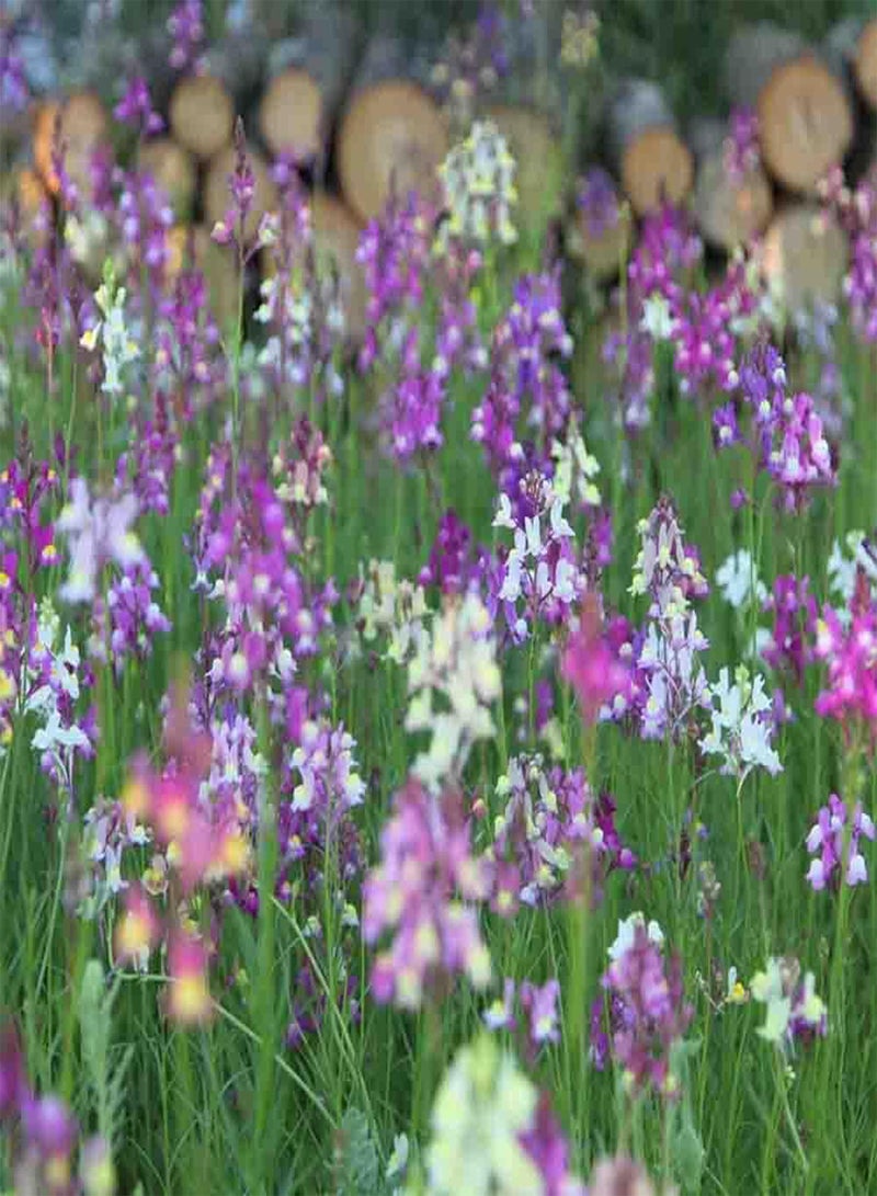 GGOOT 10 Mixed Linaria Toadflax Seeds Mini Fairy Snapdragon Colourful Showy Bouquet Plants - Image 5