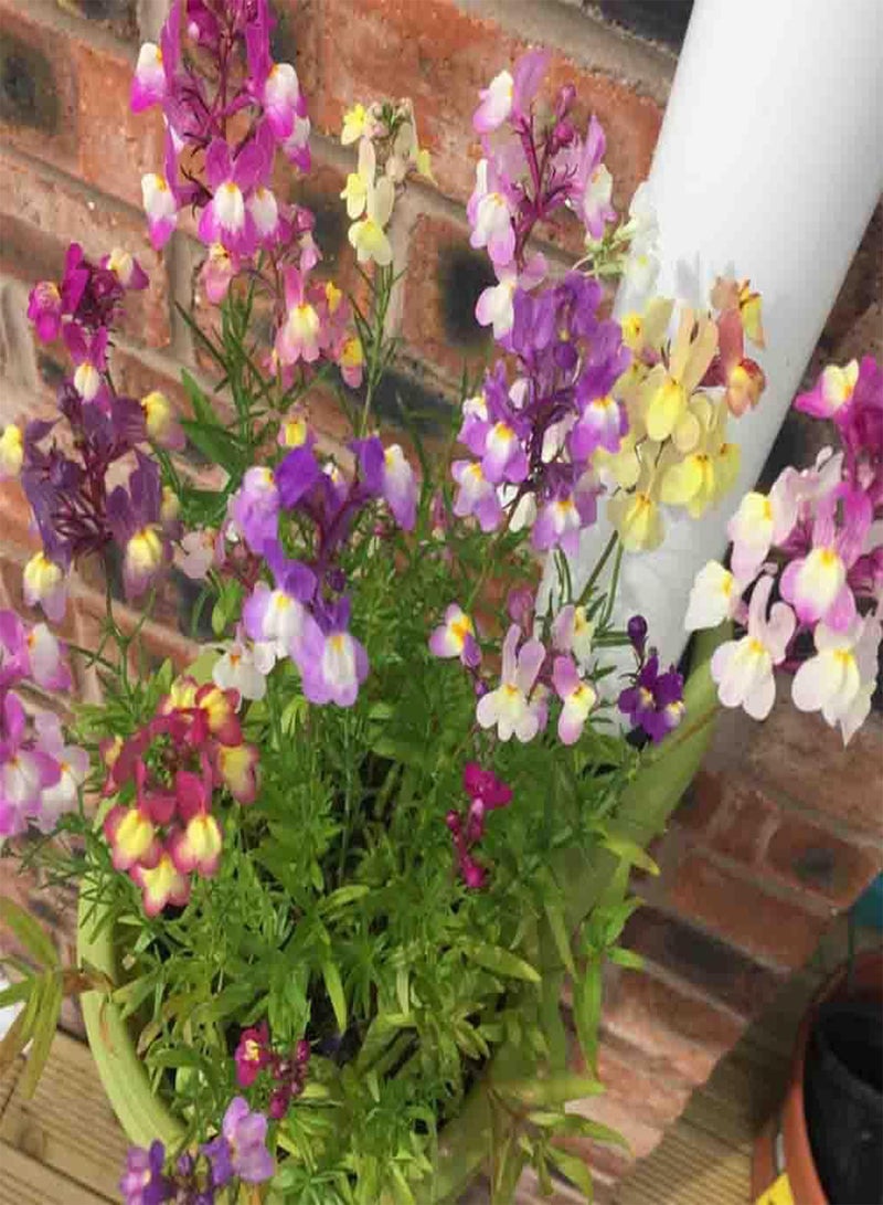 GGOOT 10 Mixed Linaria Toadflax Seeds Mini Fairy Snapdragon Colourful Showy Bouquet Plants - Image 1