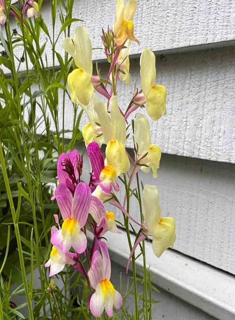 GGOOT 10 Mixed Linaria Toadflax Seeds Mini Fairy Snapdragon Colourful Showy Bouquet Plants - Image 2