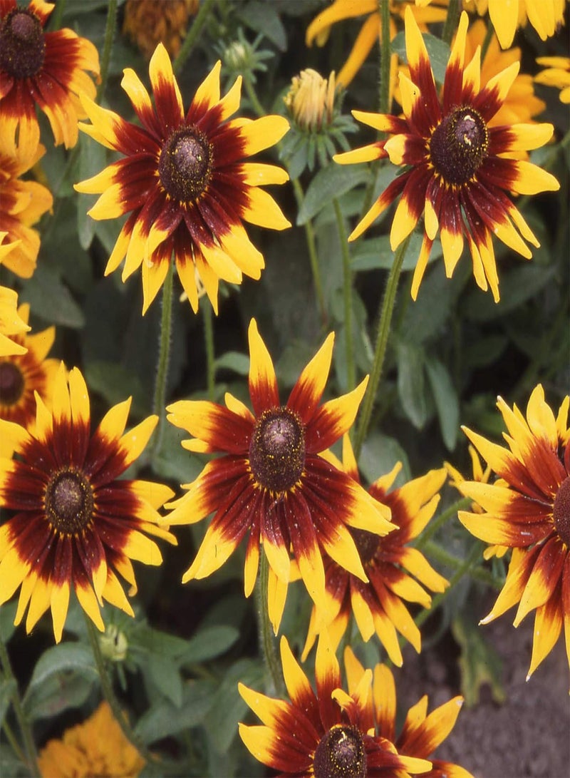 GGOOT Rudbeckia Autumn Colours - Rudbeckia hirta 'Autumn Colours' Flower Seeds, Also Known as Black Eyed Susan or Gloriosa Daisy Home Garden Planting by Heavy Torch, 30 Seeds