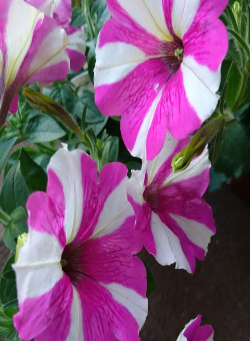 GGOOT Petunia Compacta Star Pink - Petunia Nana compacta Flower Seeds, Home Garden Planting by Heavy Torch, 10 Seeds - Image 3