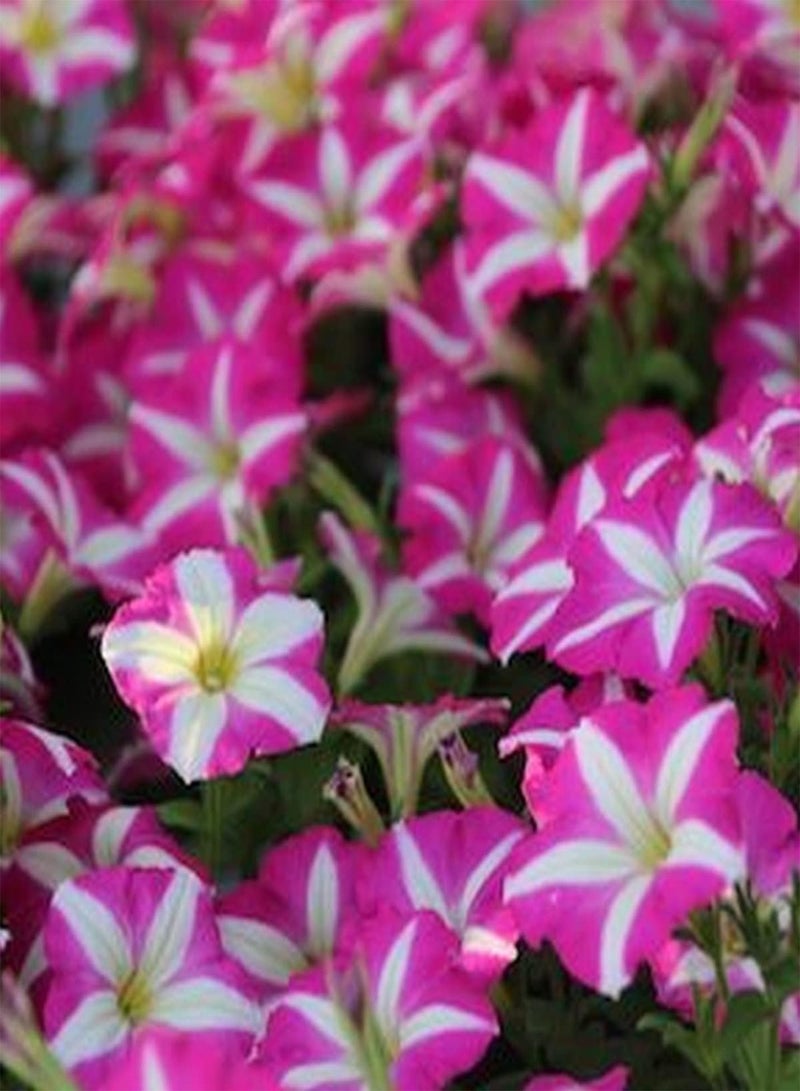 GGOOT Petunia Compacta Star Pink - Petunia Nana compacta Flower Seeds, Home Garden Planting by Heavy Torch, 10 Seeds - Image 4