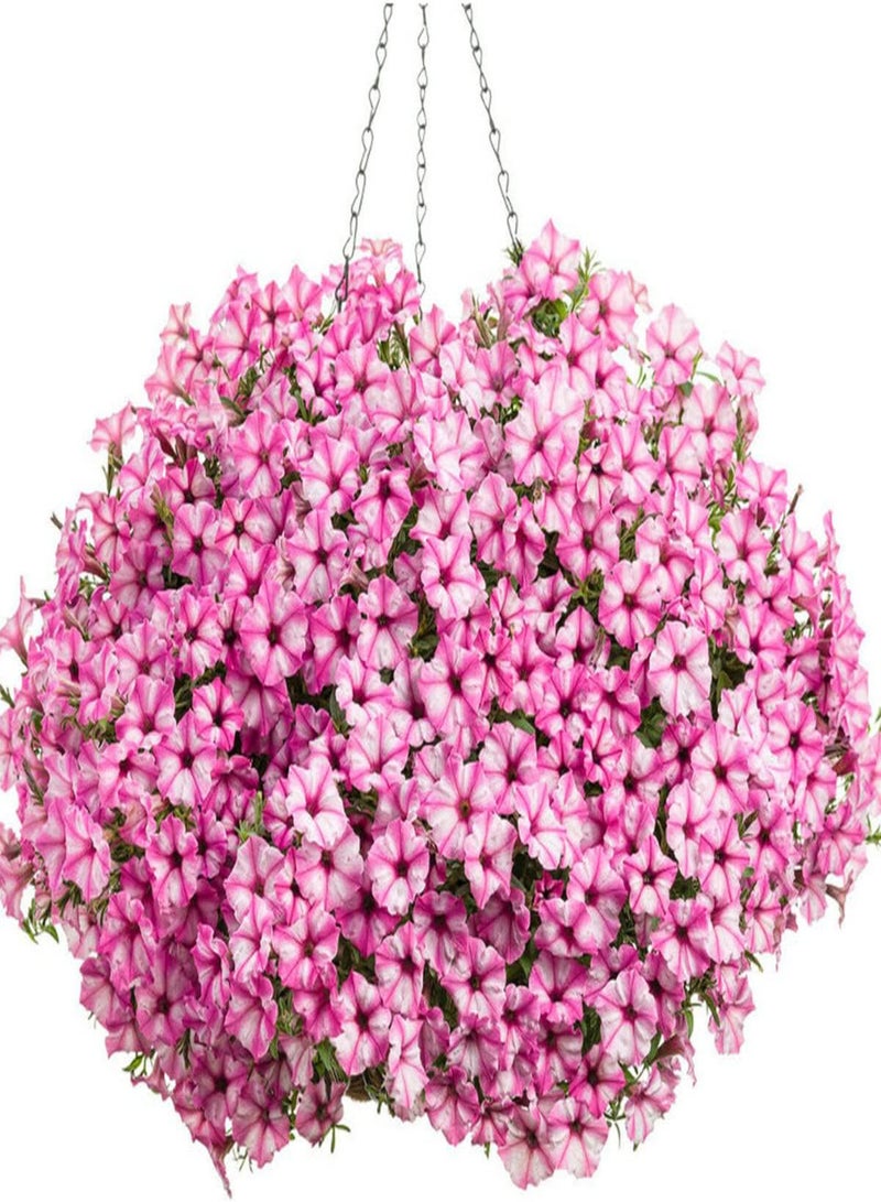 GGOOT Petunia Compacta Star Pink - Petunia Nana compacta Flower Seeds, Home Garden Planting by Heavy Torch, 10 Seeds - Image 5