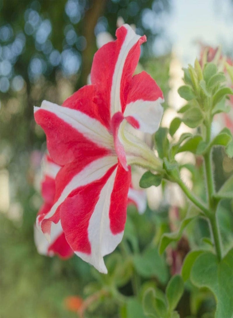 GGOOT Petunia Compacta Star Pink - Petunia Nana compacta Flower Seeds, Home Garden Planting by Heavy Torch, 10 Seeds - Image 2