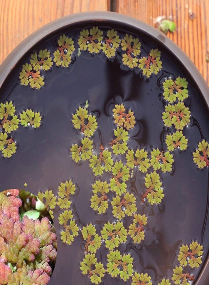 جي جوت 100 قطعة/حقيبة بذور نباتات مائية للزراعة، بذور نباتات مائية خضراء مزخرفة للحديقة الأمامية لحوض السمك سهلة الزراعة، البستنة، ديكور المنزل - بذور نباتات مائية - Image 4