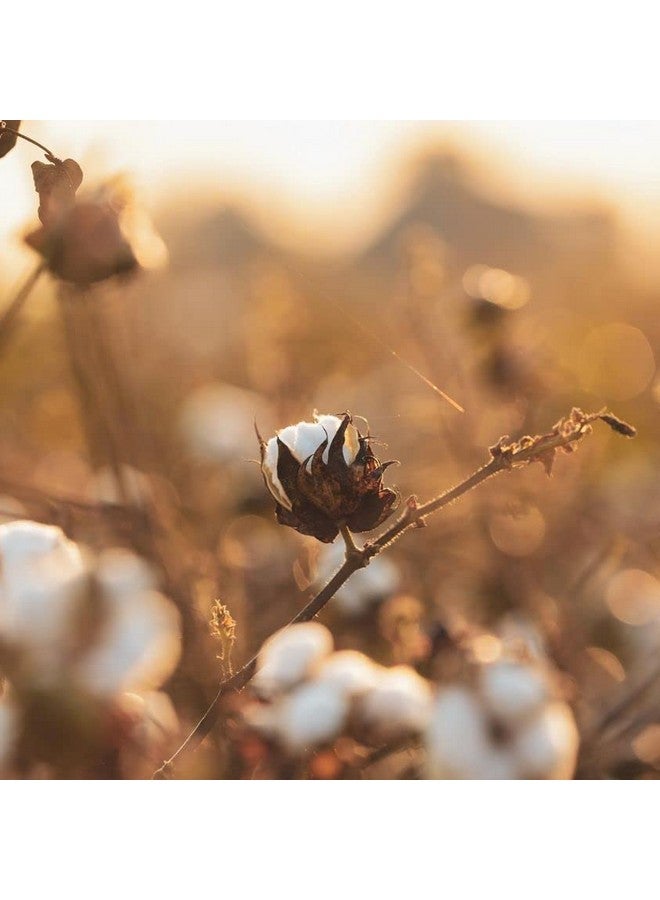 Organyc 100% Organic Cotton Balls for Sensitive Skin, 100 Count - Image 2