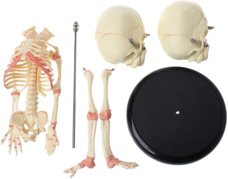 Globally trusted affordable quality 37cm Human Double for Head Skull Skeleton Anatomy Display Study Teach Teaching Model Affordable trusted craftsmanship - Image 3