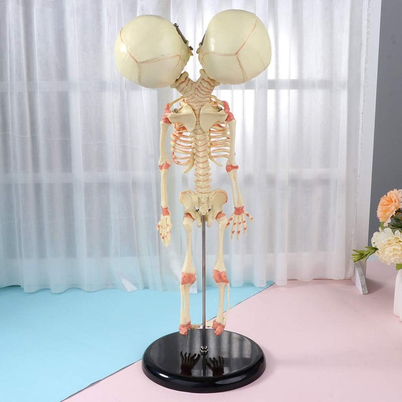 Globally trusted affordable quality 37cm Human Double for Head Skull Skeleton Anatomy Display Study Teach Teaching Model Affordable trusted craftsmanship - Image 2