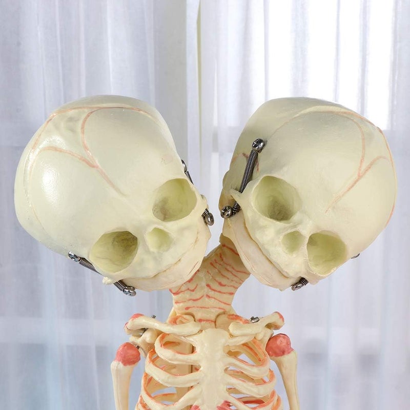 Globally trusted affordable quality 37cm Human Double for Head Skull Skeleton Anatomy Display Study Teach Teaching Model Affordable trusted craftsmanship - Image 4