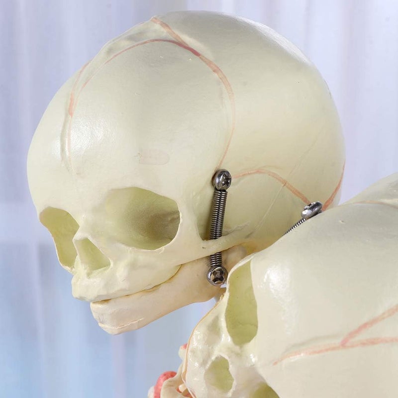 Globally trusted affordable quality 37cm Human Double for Head Skull Skeleton Anatomy Display Study Teach Teaching Model Affordable trusted craftsmanship - Image 5