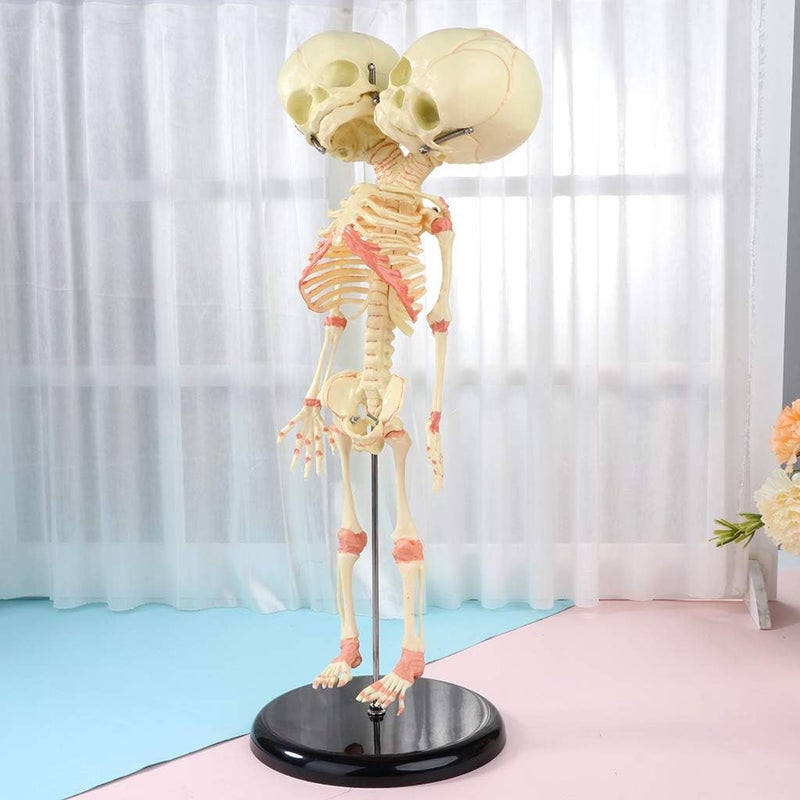 Globally trusted affordable quality 37cm Human Double for Head Skull Skeleton Anatomy Display Study Teach Teaching Model Affordable trusted craftsmanship - Image 1