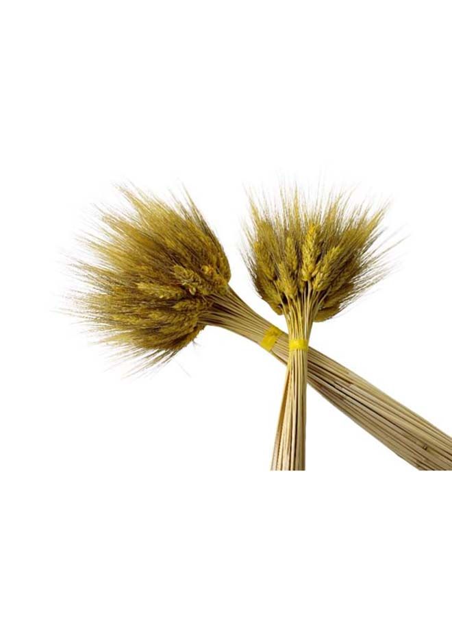 FANCY FLOWERS Dry Wheat Grass Bouquet Natural Dried Flowers (Yellow, 50) - Image 3