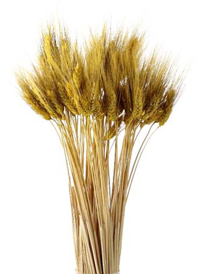 FANCY FLOWERS Dry Wheat Grass Bouquet Natural Dried Flowers (Yellow, 50) - Image 1