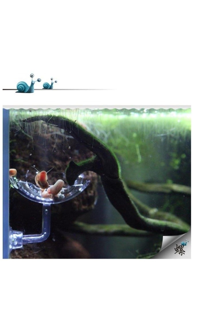 أنبوب تغذية الروبيان الأكريليكي (4 أحجام) - Image 3