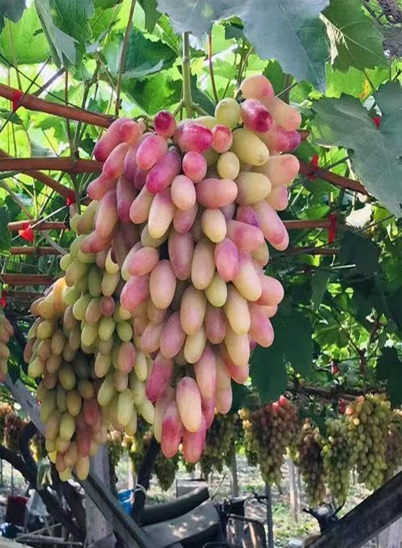 GGOOT 20Stück gemischte Farbe Traubenkerne Gartenpflanzen saftige gesunde Früchte Gute Wahl für Familienfreunde die geeignete Anfänger Anfänger Gärtner sammeln - Image 1