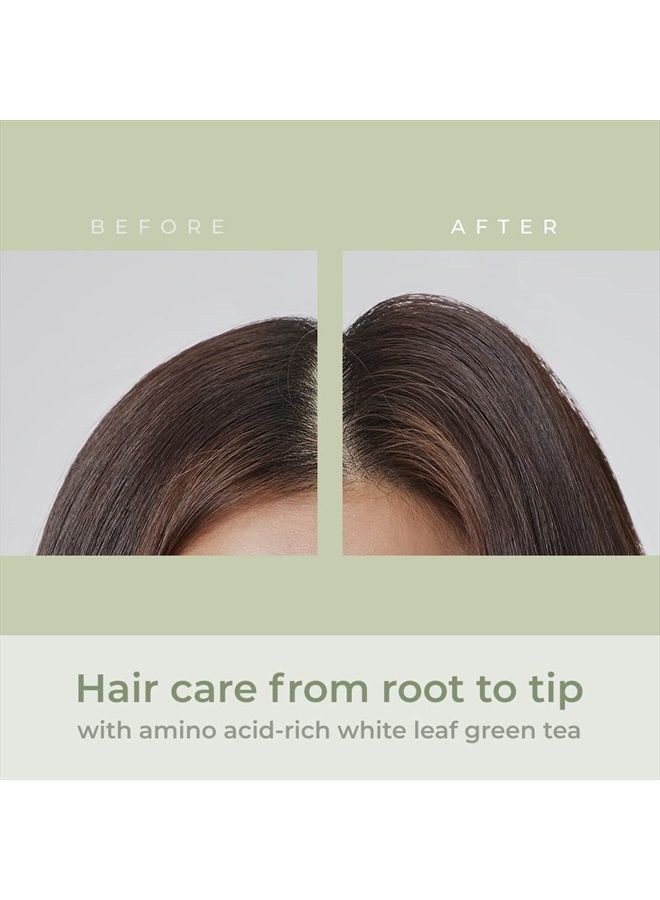 amos PROFESSIONAL شامبو الشاي الأخضر المنعش [لفروة الرأس الدهنية] 17.6 أونصة (500 جرام) | شامبو مضاد لتساقط الشعر ونمو الشعر لتنظيف الزهم الزائد ونمو الشعر | شامبو نمو الشعر الكوري - Image 5