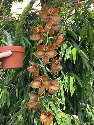 Tezula Plants Premium New Zealand Tree Fern Fiber (Debris Free) Growing Medium and Reptile Substrate- Natural, Organic, Long Lasting | for Orchids and Tropicals | Use in Terrariums and Vivariums (1 Gallon) - Image 4
