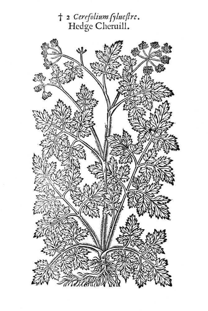Botany Hedge ChervilNwoodcut From Thomas JohnsonS Edition 1633 Of John GerardS Herball First Published In 1597 In London Poster Print by (18 x 24)