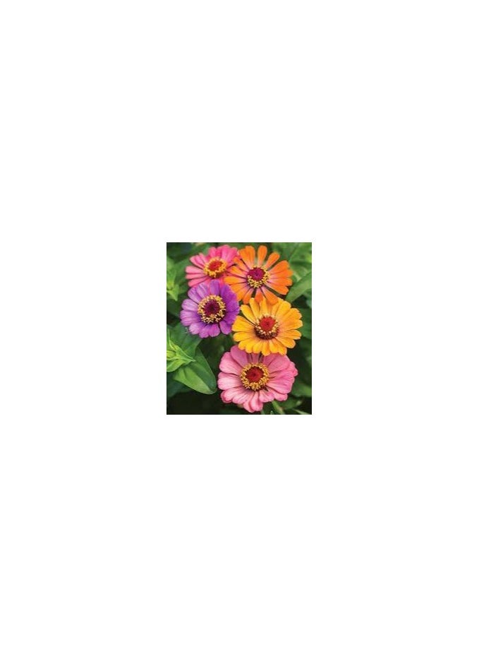 GROW Amirantz Flower seeds al-fajr  - Image 2