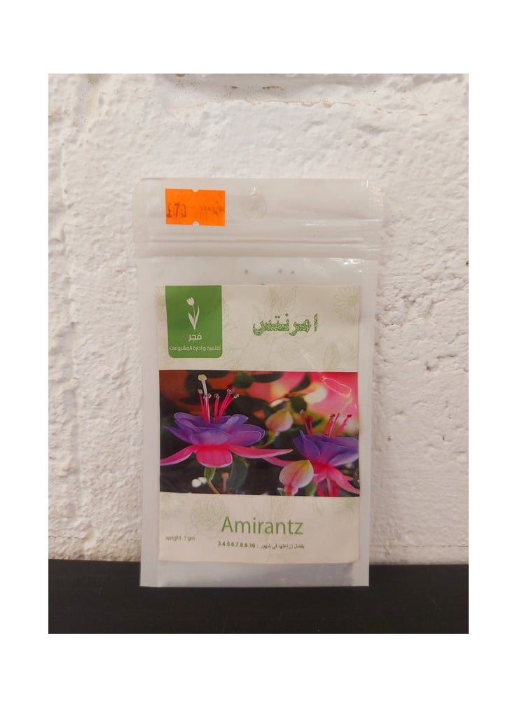 GROW Amirantz Flower seeds al-fajr  - Image 1