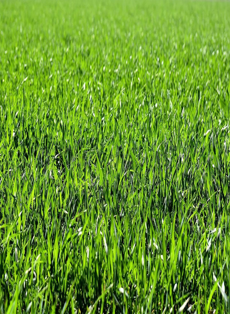 GGOOT Hardwearing Lawn, Ultra Hardwearing Grass Seed by DAMAVAND PRO, Fast Growing Lawn Seed (1g)