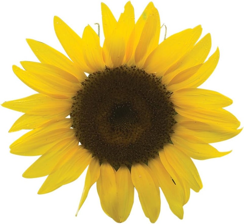 Burpee بذور عباد الشمس الهجينة بوربي ديل سول 35 بذور - Image 1