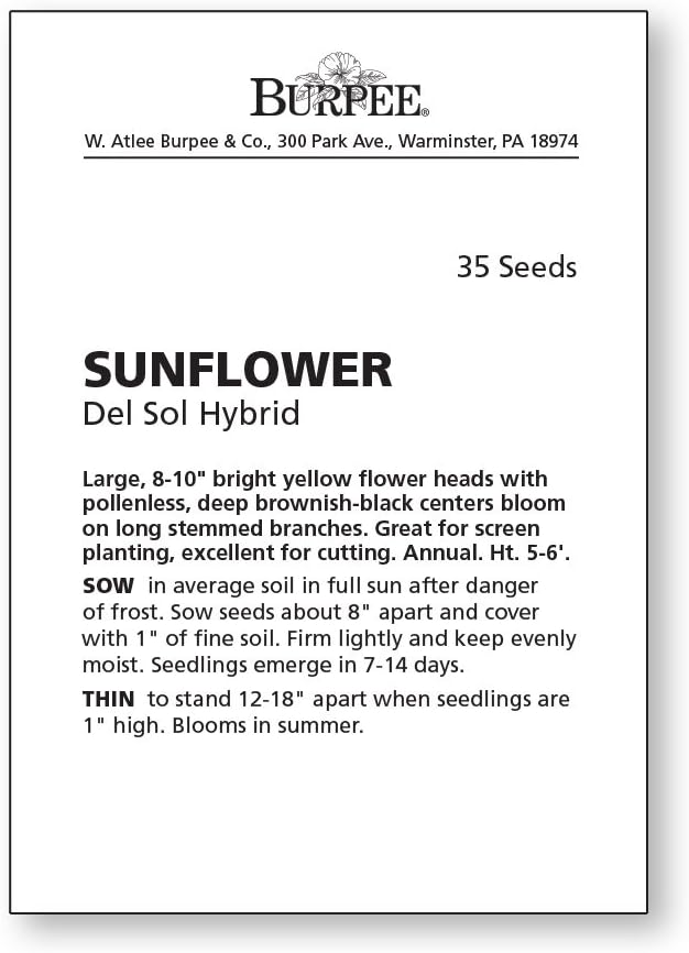 Burpee بذور عباد الشمس الهجينة بوربي ديل سول 35 بذور - Image 4