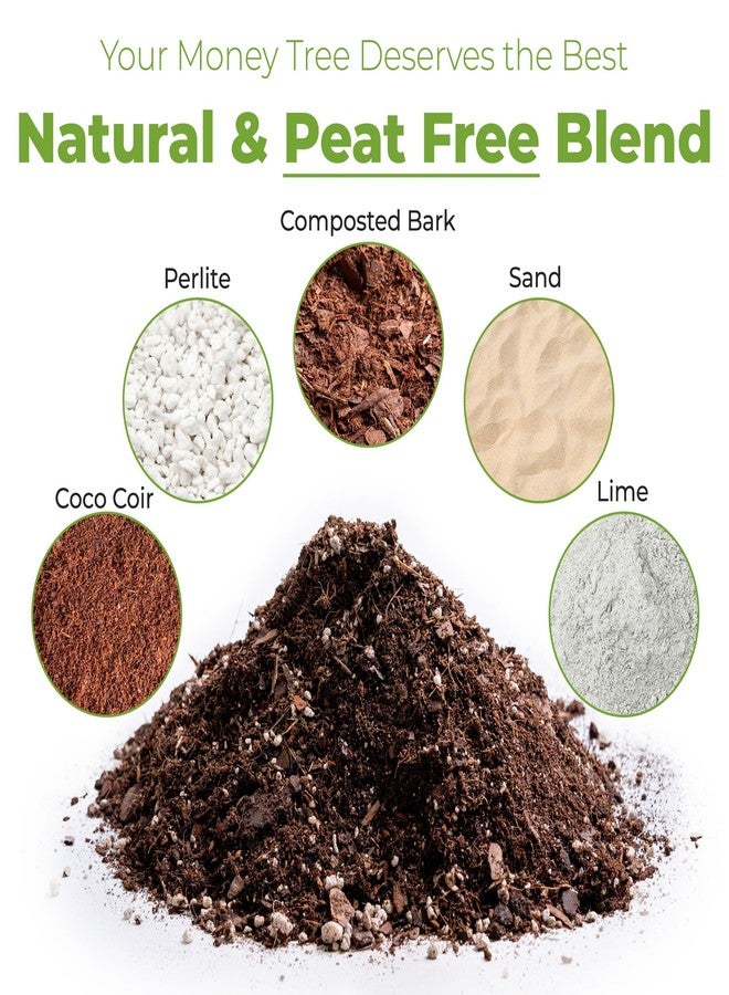 PERFECT PLANTS تربة زراعة أشجار المال من بيرفكت بلانتس، سعة 2 كوارت | مزيج نباتي عضوي مصنوع من ألياف جوز الهند للأشجار الداخلية | ازرع غابتك الداخلية بسرعة (2 كوارت) - Image 2