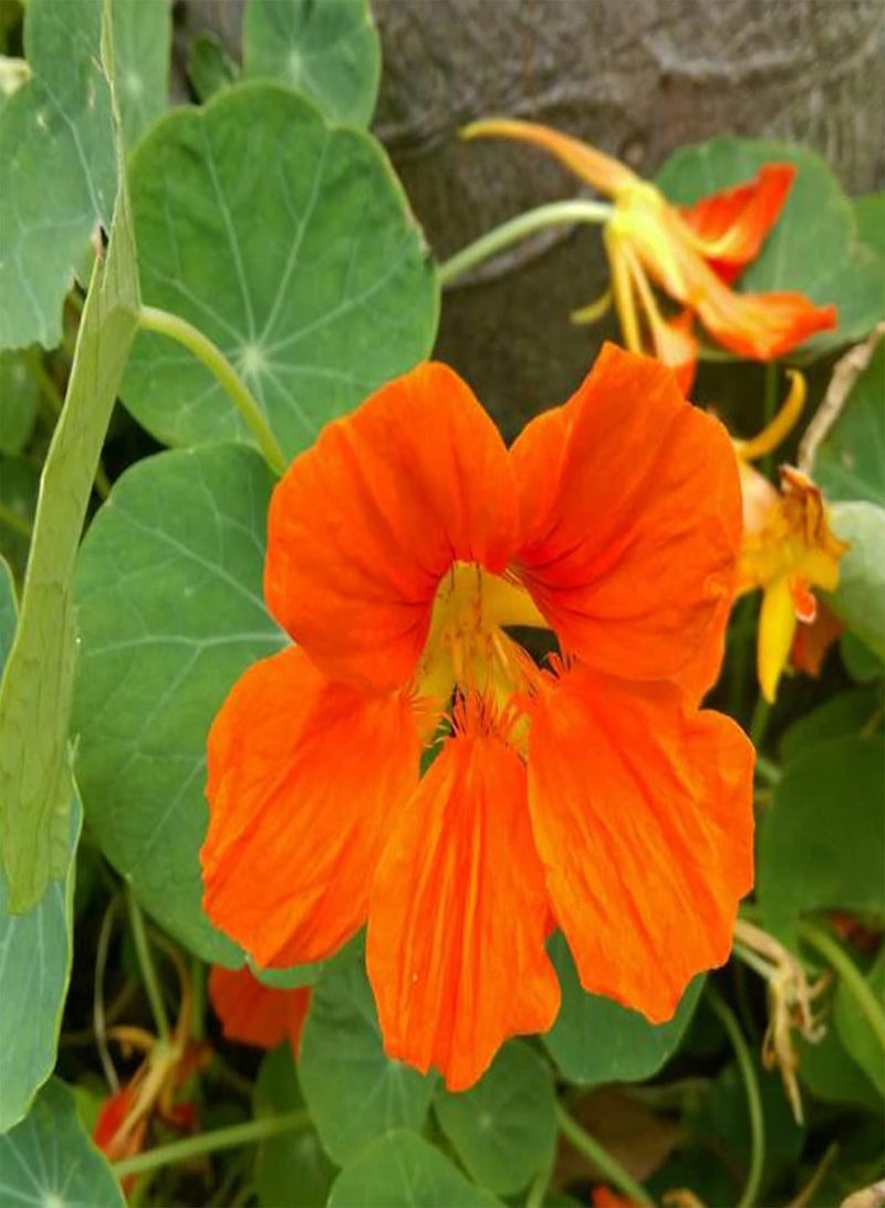 جي جوت بذور زهور، 50 قطعة/كيس من بذور تروبايولوم، بذور الكبوسين السنوية الجميلة والجذابة للشرفة، بذور الكبوسين البرتقالية - Image 1