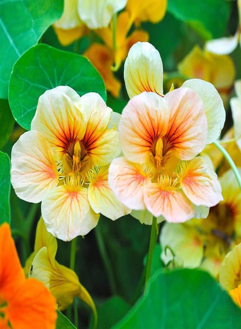 جي جوت بذور زهور، 50 قطعة/كيس من بذور تروبايولوم، بذور الكبوسين السنوية الجميلة والجذابة للشرفة، بذور الكبوسين البرتقالية - Image 5