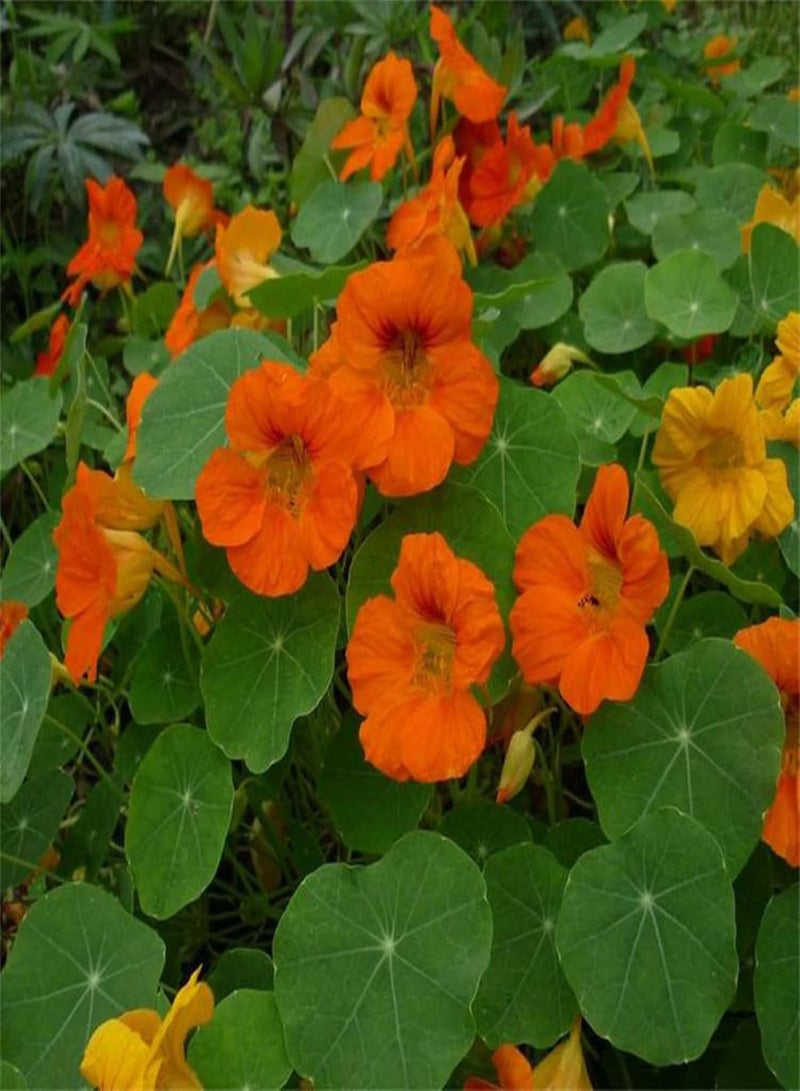 جي جوت بذور زهور، 50 قطعة/كيس من بذور تروبايولوم، بذور الكبوسين السنوية الجميلة والجذابة للشرفة، بذور الكبوسين البرتقالية - Image 4