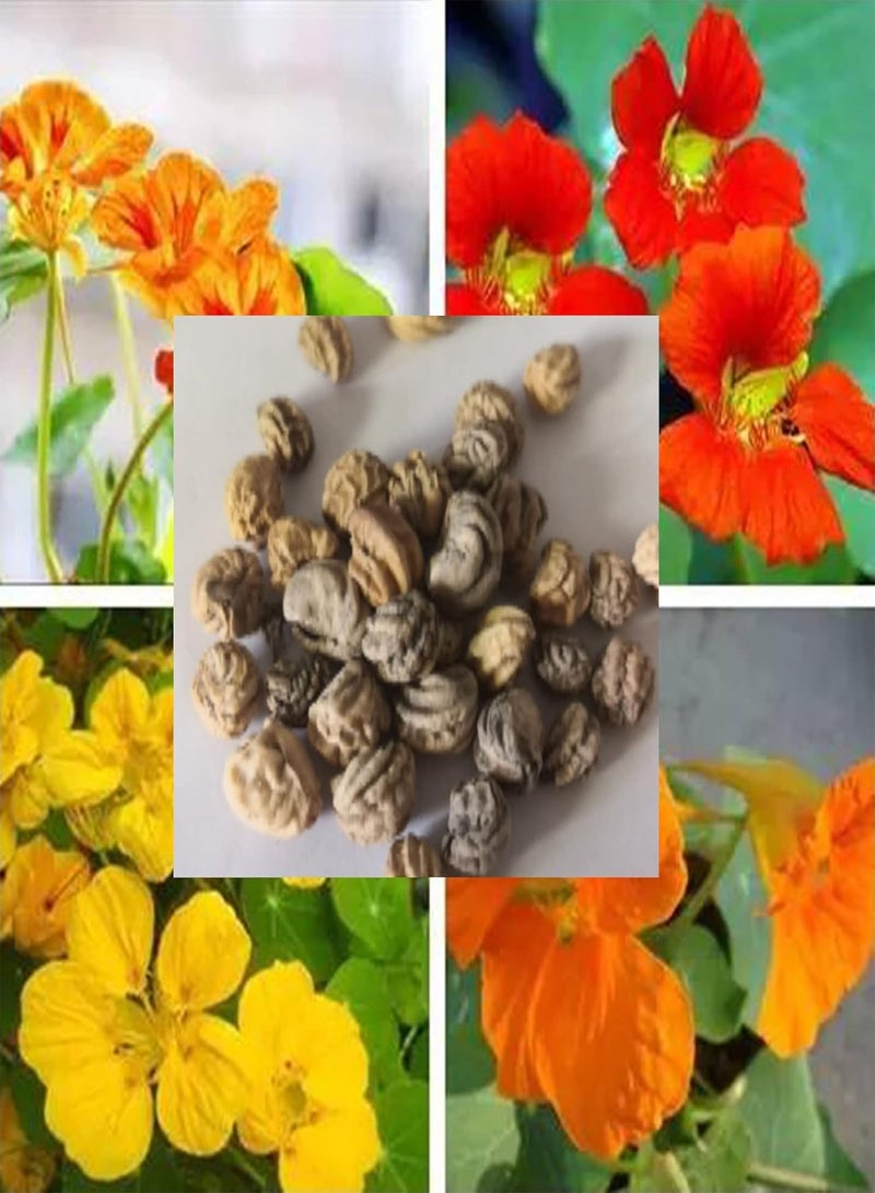 جي جوت بذور زهور، 50 قطعة/كيس من بذور تروبايولوم، بذور الكبوسين السنوية الجميلة والجذابة للشرفة، بذور الكبوسين البرتقالية - Image 2