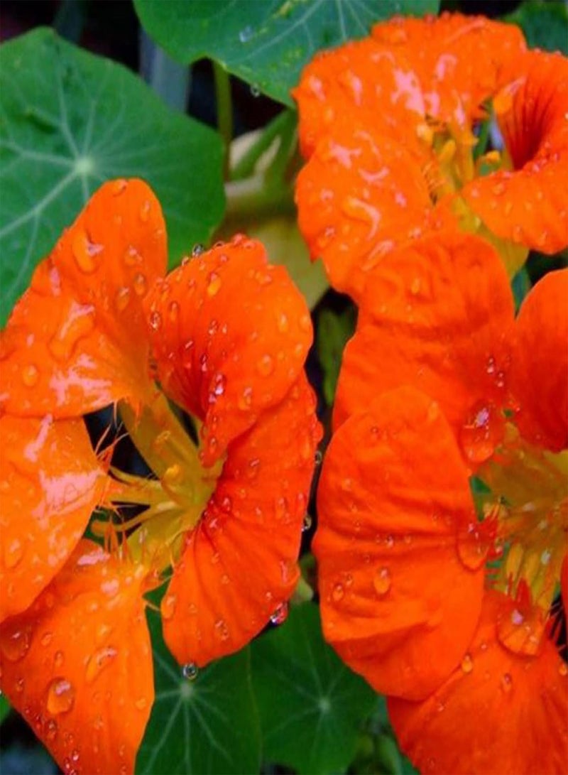 جي جوت بذور زهور، 50 قطعة/كيس من بذور تروبايولوم، بذور الكبوسين السنوية الجميلة والجذابة للشرفة، بذور الكبوسين البرتقالية - Image 3