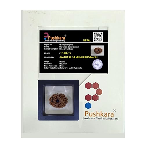PUSHKARA NATURAL 14 MUKHI RUDRAKSHA CERTIFIED - NEPAL | BROWN | PJTL14M01 - ASTROLOGICAL BENEFITS - UNISEX PENDANTS - POSITIVE ENERGY FOR MEN & WOMEN - Image 3
