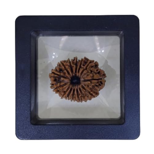 PUSHKARA NATURAL 14 MUKHI RUDRAKSHA CERTIFIED - NEPAL | BROWN | PJTL14M01 - ASTROLOGICAL BENEFITS - UNISEX PENDANTS - POSITIVE ENERGY FOR MEN & WOMEN - Image 1