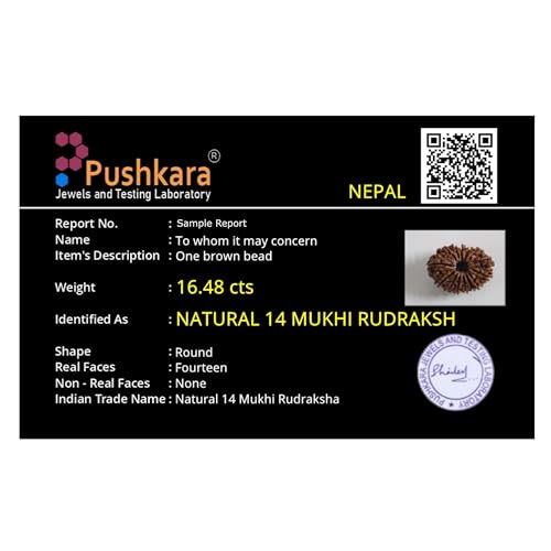 PUSHKARA NATURAL 14 MUKHI RUDRAKSHA CERTIFIED - NEPAL | BROWN | PJTL14M01 - ASTROLOGICAL BENEFITS - UNISEX PENDANTS - POSITIVE ENERGY FOR MEN & WOMEN - Image 4