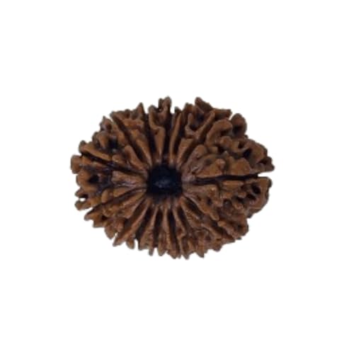 PUSHKARA NATURAL 14 MUKHI RUDRAKSHA CERTIFIED - NEPAL | BROWN | PJTL14M01 - ASTROLOGICAL BENEFITS - UNISEX PENDANTS - POSITIVE ENERGY FOR MEN & WOMEN - Image 2