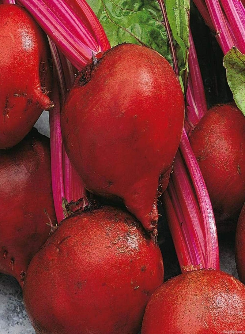 GGOOT Beet Seeds: Red Ace Beet Seeds Fresh Seed Packet Size: 650+ Seed