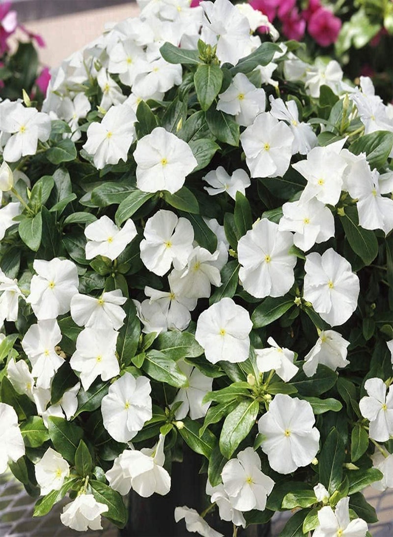 GGOOT 20pcs White Pure Charming Periwinkle Seeds Catharanthus Large Area Planting Effect is Good Faint Fragrance When Flowers Bloom - Image 1
