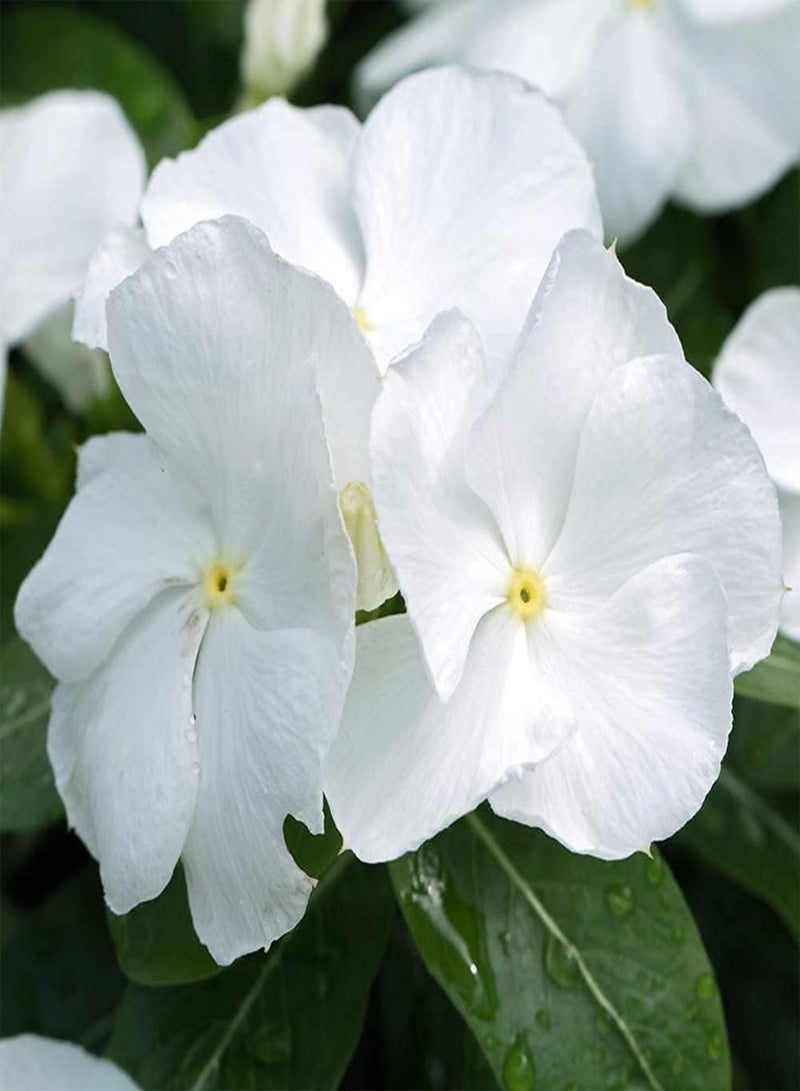 GGOOT 20pcs White Pure Charming Periwinkle Seeds Catharanthus Large Area Planting Effect is Good Faint Fragrance When Flowers Bloom - Image 3