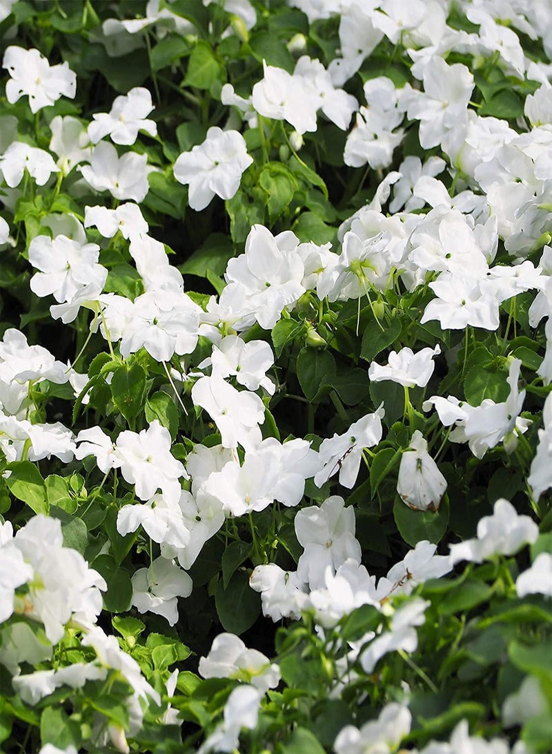 GGOOT 20pcs White Pure Charming Periwinkle Seeds Catharanthus Large Area Planting Effect is Good Faint Fragrance When Flowers Bloom - Image 2