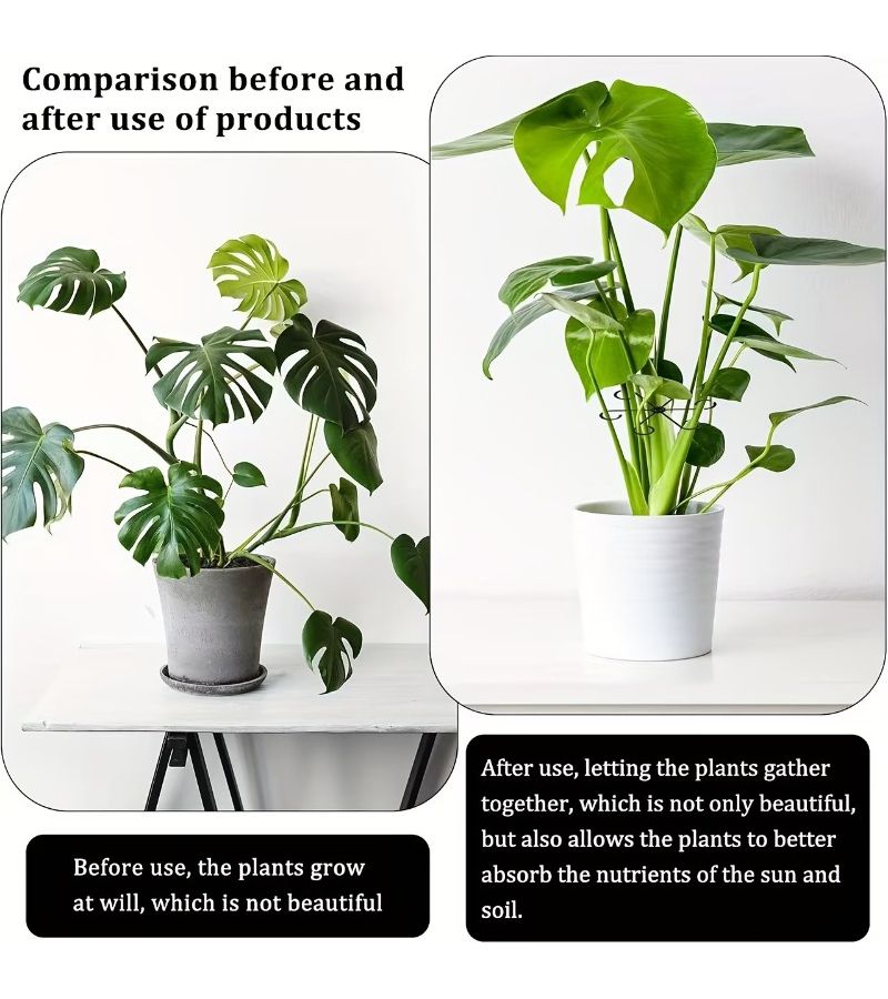 3pcs Transparent Plant Support Frame for Monstora Paradise Flowers - Image 5