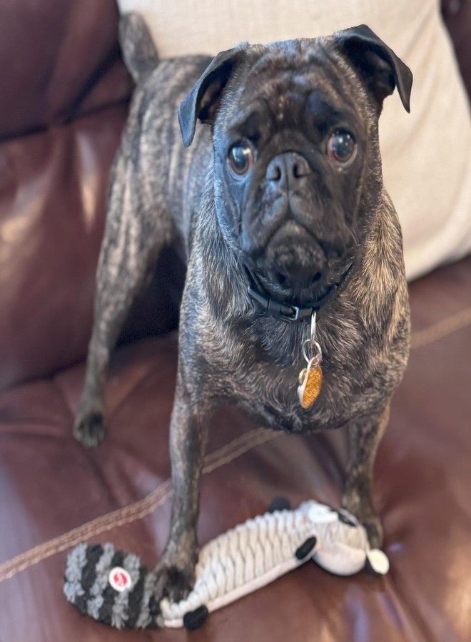 SPOT Skinneeez Stretch and Squeak Dog Toy - Stuffing-Free Stretchy Toy with Crinkle and Squeaker, Fun for Dogs to Tug and Fetch, Assorted Animal Characters - Beaver, Raccoon, or Fox - 13in - Image 4