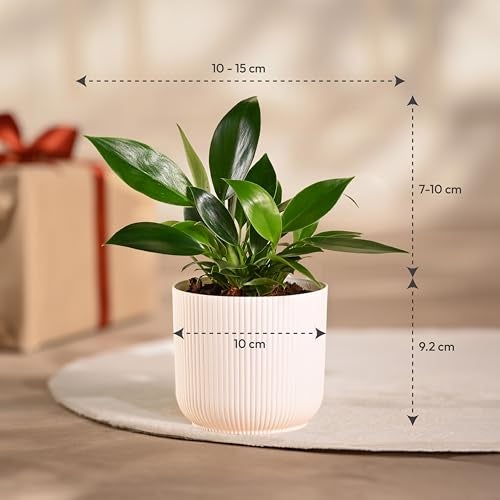 Ugaoo Philodendron Birkin Plant with Ibiza Pot | Plants for Living Room | Live Plants with Pots - Image 4
