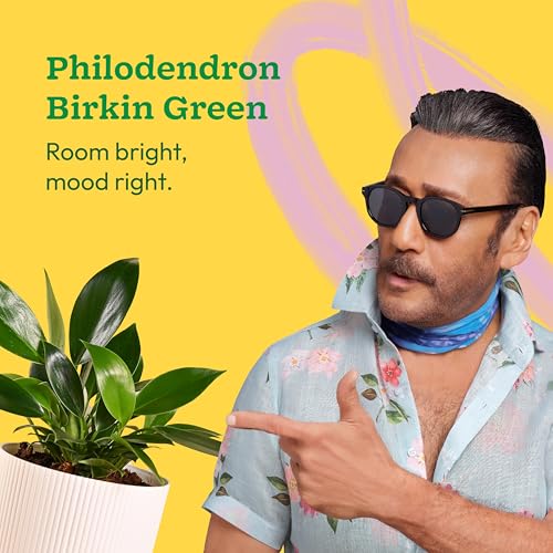 Ugaoo Philodendron Birkin Plant with Ibiza Pot | Plants for Living Room | Live Plants with Pots - Image 2