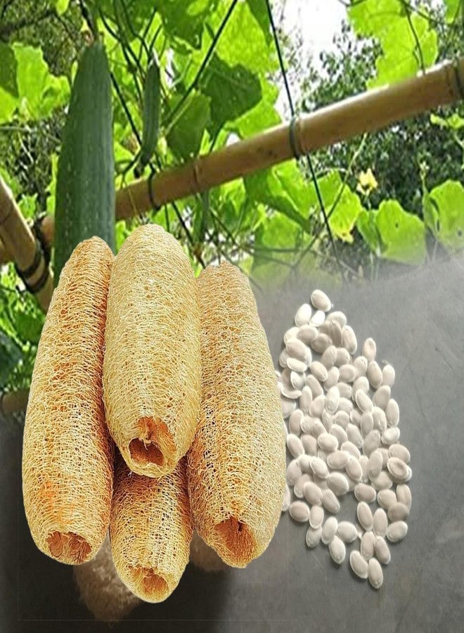 Buy Natural Loofah Sponge Body Scrubber Seeds. Peerkangai Body scrubber Seeds