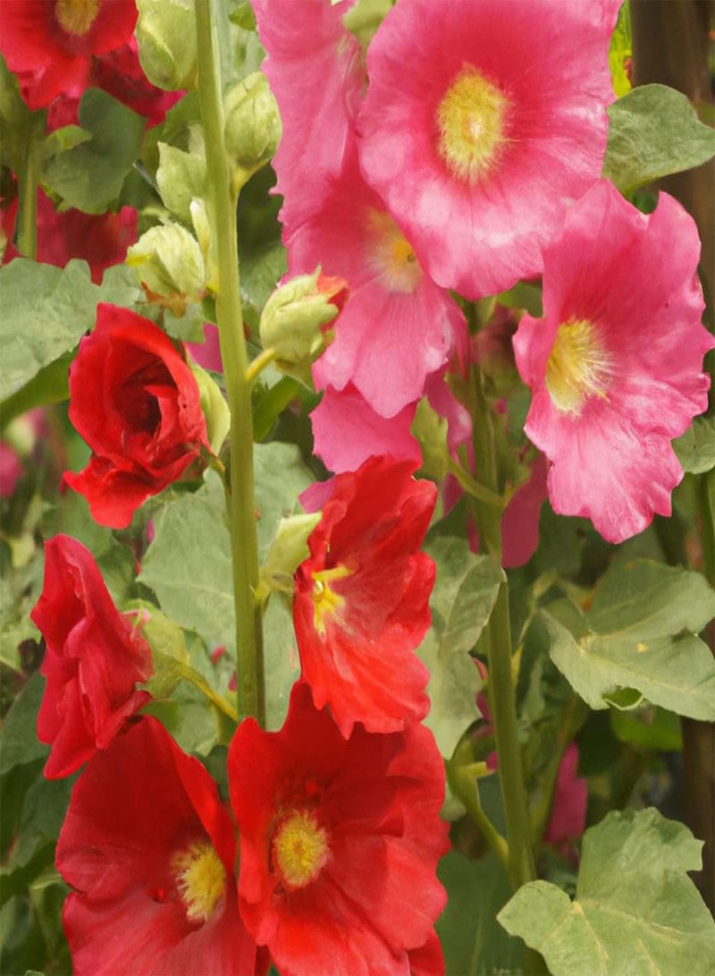 GGOOT Hollyhocks Happy Lights Mixed Flower Seeds - 20 Organic Untreated Seeds - Image 1