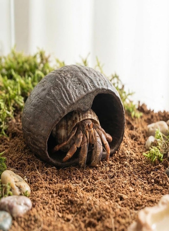 DQITJ 2 Pcs Hermit Crab Hide Tarantula Hideout Terrarium Natural Nutshell Decoration for Hermit Crab Spider Tarantula Snail Small Reptile - Image 2